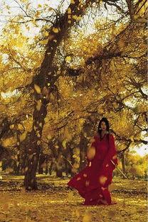 误判 国语版,揭秘现实生活中的错误决策与后果