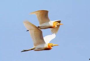 比翼难双飞,探寻爱情与现实的交织